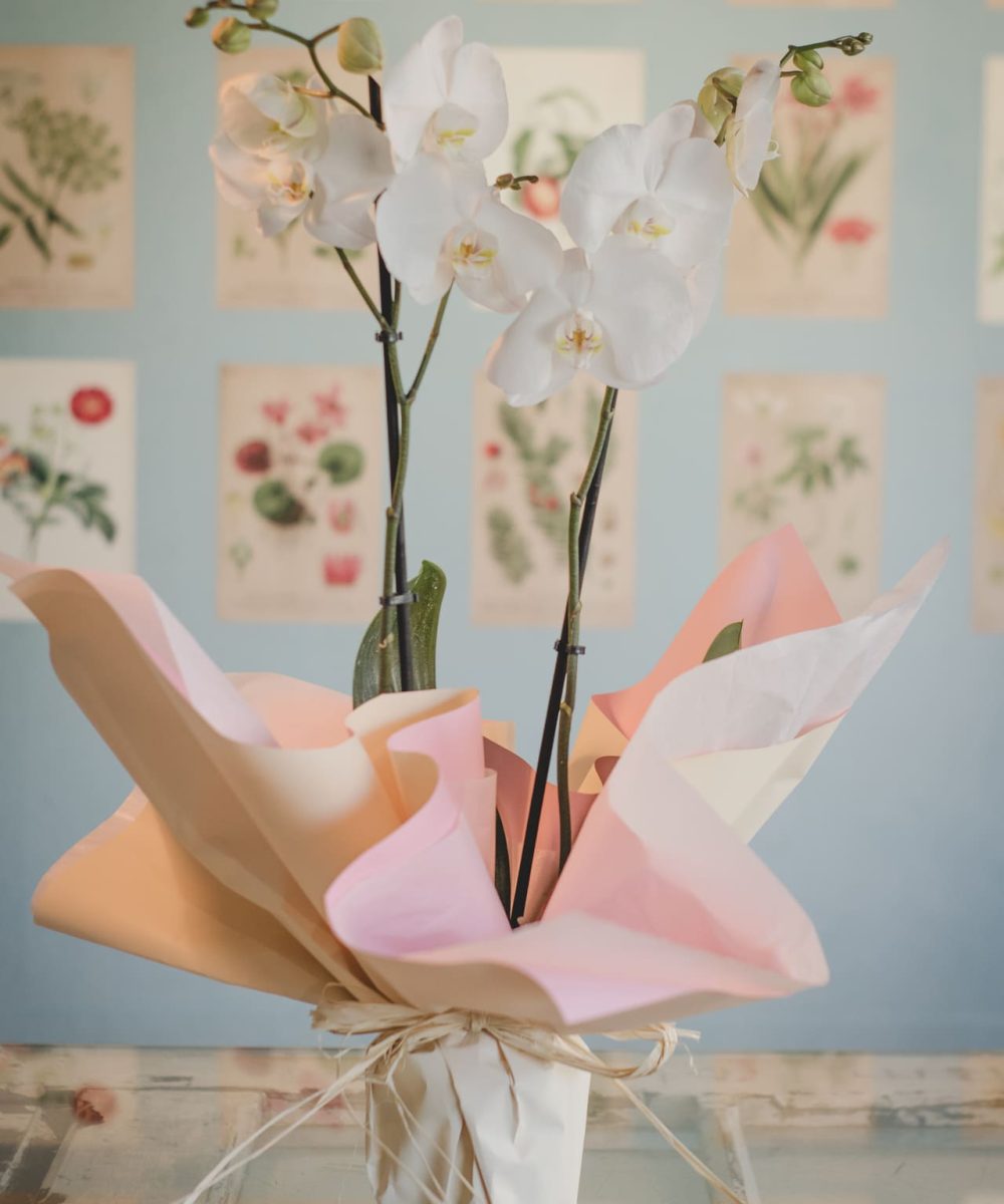 Plantas y otros regalos en Siempreviva Floristería en Solares7