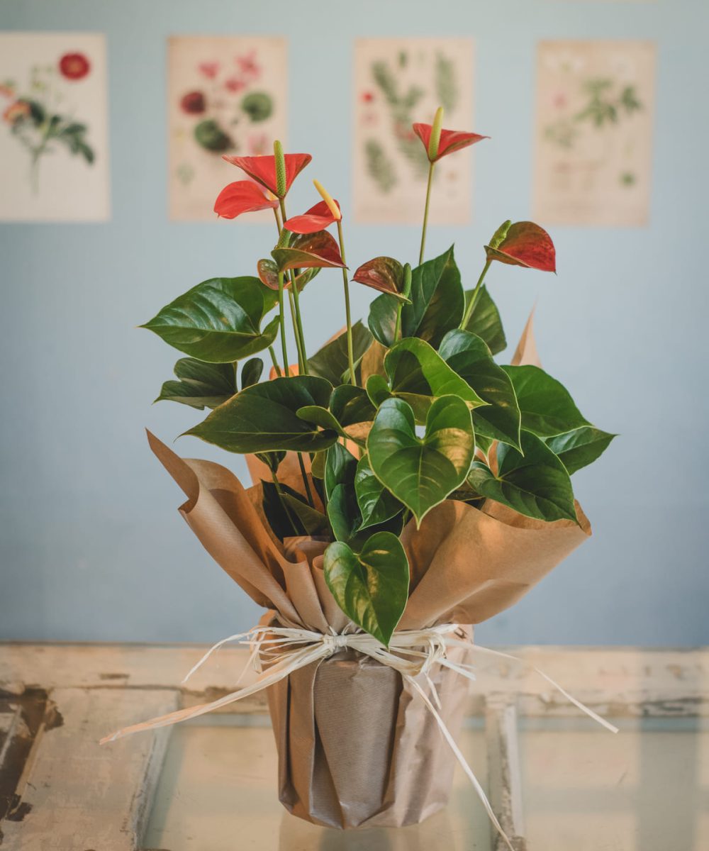 regalos siempreviva floristeria2